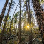 prescott-realestate